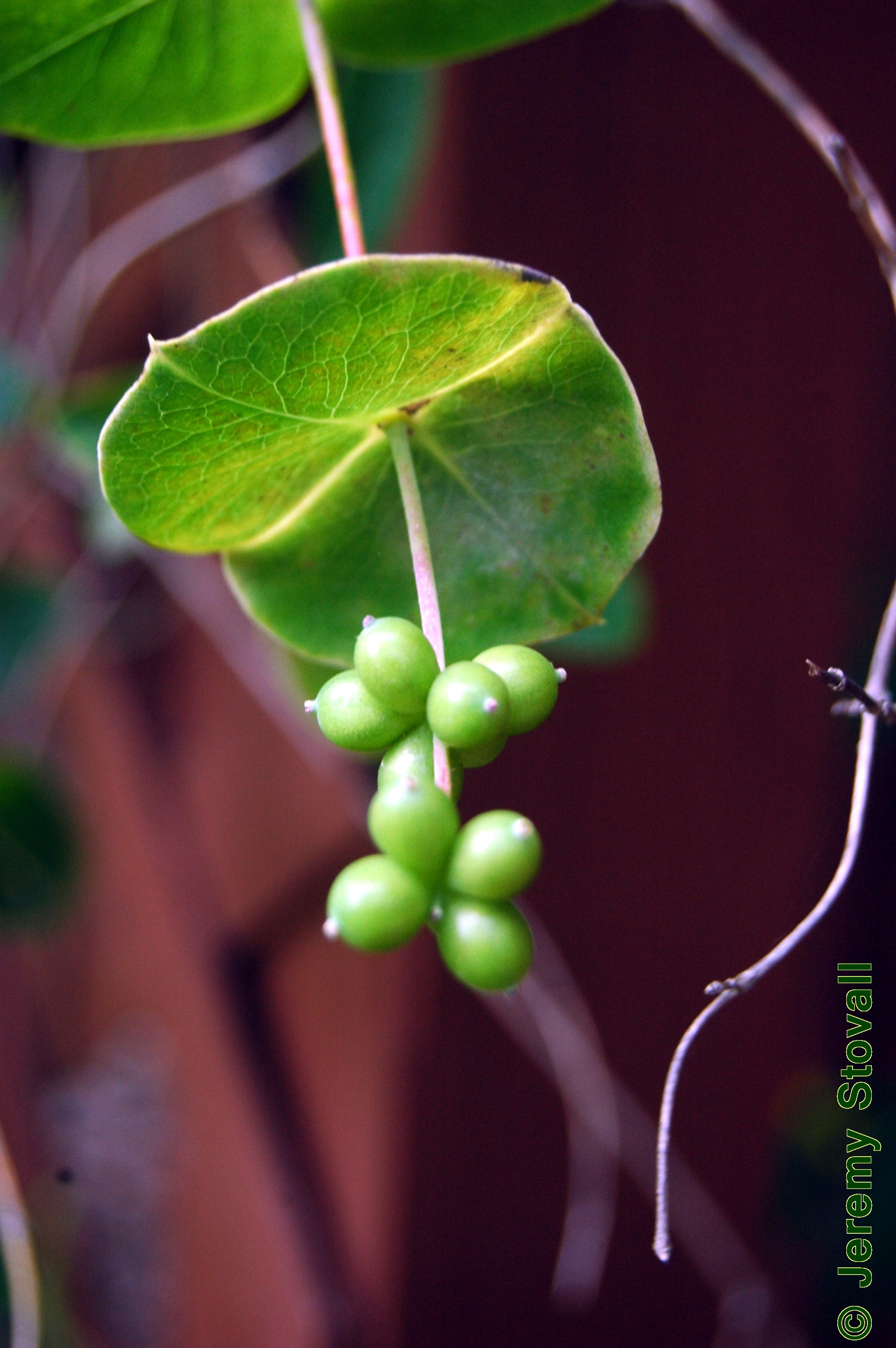 امین الدوله ی شیپوری